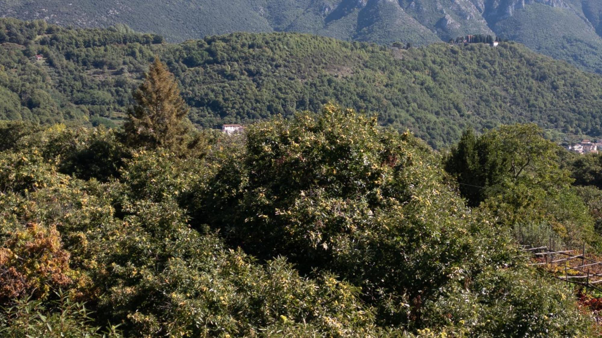 Casa Giordano Villa Tramonti Exterior foto
